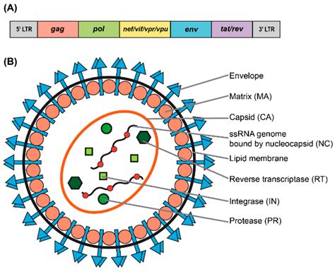 lentivirus vectors in cells.